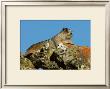 Marmot In Alaska by Charles Glover Limited Edition Print
