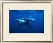 Dolphin Turn by Charles Glover Limited Edition Print
