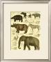 Oken Elephant And Zebra by Lorenz Oken Limited Edition Print