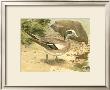 Green-Wing Teal by Ridgway Limited Edition Print