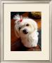 Mini Maltese by Robert Mcclintock Limited Edition Print