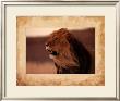 Lion by Keith Levit Limited Edition Print