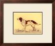 Hunting Dogs, Spaniel by Andres Collot Limited Edition Pricing Art Print