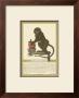 Monkey Ii by Tavola Limited Edition Pricing Art Print