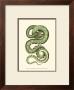 Vibrant Snake I by Frederick P. Nodder Limited Edition Print