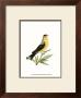 American Finch by George Shaw Limited Edition Print