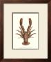 Antique Lobster Ii by James Sowerby Limited Edition Pricing Art Print