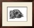 Charlie The Cocker Spaniel by Beth Thomas Limited Edition Print