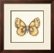 Butterfly Vi by Sophie Golaz Limited Edition Pricing Art Print