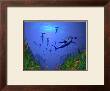 Hammerheads by Dale Ziemianski Limited Edition Pricing Art Print