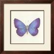 Butterfly Ii by Sophie Golaz Limited Edition Print