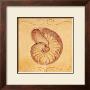 Nautilus by Shari White Limited Edition Pricing Art Print