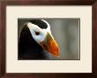 Alaska Puffin Wisdom by Charles Glover Limited Edition Print