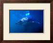 Great White Shark On Ocean Patrol by Charles Glover Limited Edition Pricing Art Print