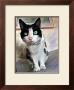 Pretty Girl Cat by Robert Mcclintock Limited Edition Print