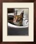 Orange Cat In The Sink by Robert Mcclintock Limited Edition Pricing Art Print