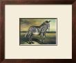 Zebra by Denise Crawford Limited Edition Print