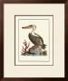 Pelican by George Edwards Limited Edition Print