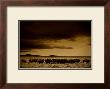 Buffalo Day Dream by Jim Tunell Limited Edition Print