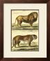 Lion And Tiger by Denis Diderot Limited Edition Print