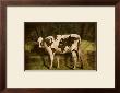 Global Cow by Barry Downard Limited Edition Print