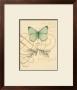 Scripted Papillon by Chad Barrett Limited Edition Print
