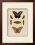 Butterflies by George Wolfgang Knorr Limited Edition Pricing Art Print