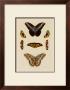 Butterflies by George Wolfgang Knorr Limited Edition Pricing Art Print