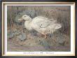 White Duck by Edwin Alexander Limited Edition Pricing Art Print