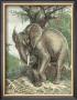 The African Elephant by Friedrich Specht Limited Edition Print