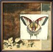 Butterfly Collage Iii by Jennifer Goldberger Limited Edition Pricing Art Print