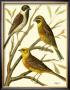 Domestic Bird Family I by W. Rutledge Limited Edition Pricing Art Print