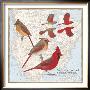Northern Cardinal by David Sibley Limited Edition Print