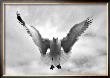 Beach Seagull Landing by Stephen Lebovits Limited Edition Print