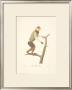 Monkeys: Le Douc by Jean-Baptiste Audebert Limited Edition Print