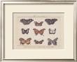 Papillons Ii by Pascal Cessou Limited Edition Print