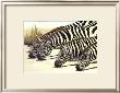 Four Zebras Drinking by Charles L. Berry Limited Edition Pricing Art Print