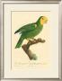 Barraband Parrot No. 98 by Jacques Barraband Limited Edition Print