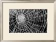 Spider Web Sparkle by Erichan Limited Edition Print
