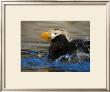 Horned Puffin, Alaska by Charles Glover Limited Edition Print