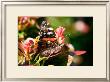 Red Admiral by Antonia Illsley Limited Edition Print