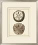 Antique Shells V by Denis Diderot Limited Edition Print