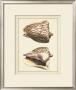 Antique Shells Vi by Denis Diderot Limited Edition Pricing Art Print