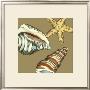 Shell Trio On Khaki I by Megan Meagher Limited Edition Print