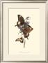 Butterflies And Flora Iii by John Westwood Limited Edition Pricing Art Print