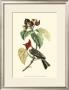 Exotic Birds Vi by Georges Cuvier Limited Edition Print