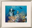 Coral Garden And Dolphin by Mark Mackay Limited Edition Print