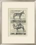 Zebra And Camel by Denis Diderot Limited Edition Print