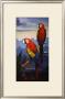 Scarlet Macaw by Jules Scheffer Limited Edition Pricing Art Print