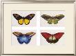 Rain Forest Butterflies by Robert British Limited Edition Print